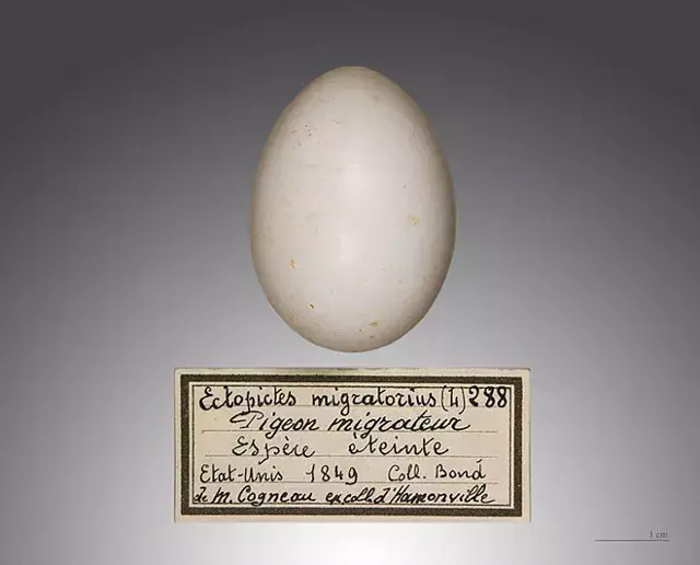 Galéria megnyitása