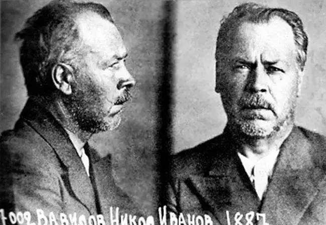 Vavilov, nem sokkal a letartóztatását követően. 