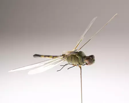 Insectothopter. A kép a CIA tulajdona.