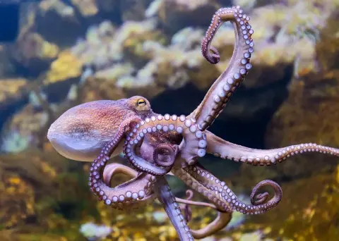 Dank eines molekularen Tricks sind Kraken in der Lage, Proteine effizienter zu produzieren