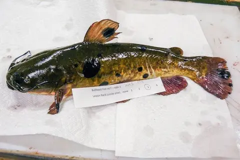 Ritka, fertőző rákot találtak harcsákban