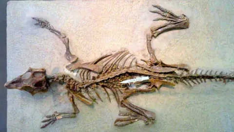 A dinoszauruszok zúzógyomra