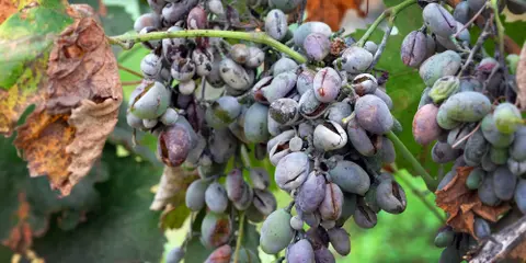 Ar putea apărea fungicide pe bază de ARN