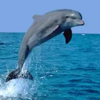 Elképesztő a delfinek memóriája