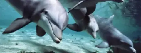Delfin szinkrontolmács-program készült