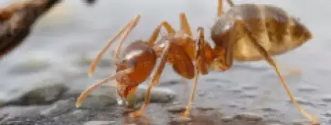 Saját mérgével semlegesíti ellenfele toxinját egy hangyafaj