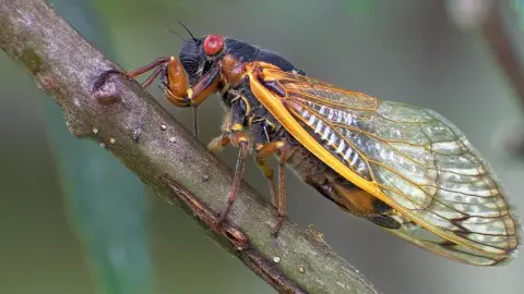 Begombázza a kabócákat egy parazita
