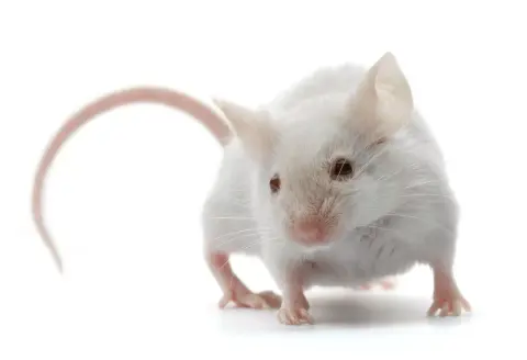 Az öreg agysejtek eltakarításával megelőzhetők az Alzheimer-kór tünetei