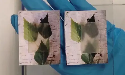 Üveg helyett átlátszó fából készülhetnek a jövő ablakai