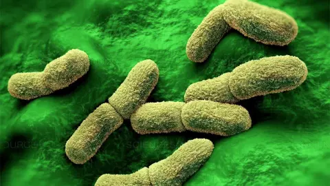 Amikor a szovjetek háborút indítottak a pestis ellen