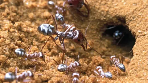 Elképesztő sebességgel száguldozik a világ leggyorsabb hangyája