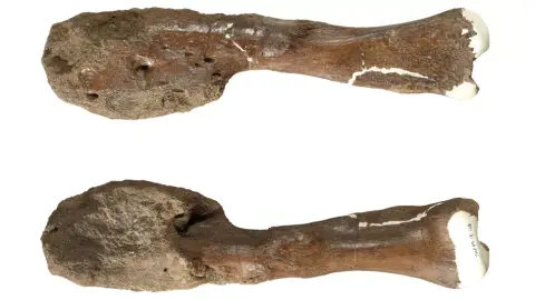 Először azonosítottak rákot egy dinoszaurusz maradványain