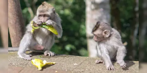 Lopnak és keményen alkudoznak a közönséges makákók