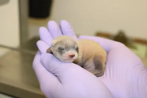 Először klónoztak feketelábú görényt
