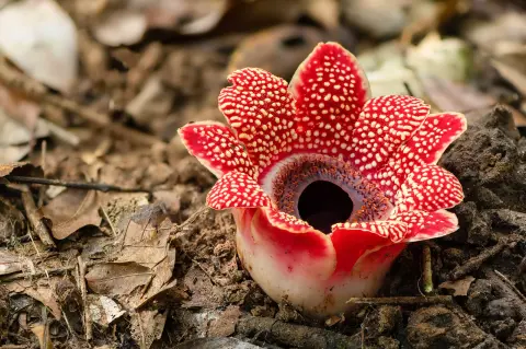 A bűzvirágok különös evolúciója