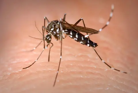 Kiválóan sikerült a dengue-láz elleni szúnyogkísérlet