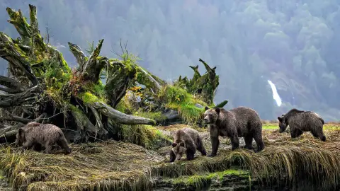 Grizzlyk és őslakosok