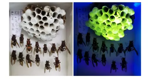 Fluoreszcens fészket épít egy darázsfaj