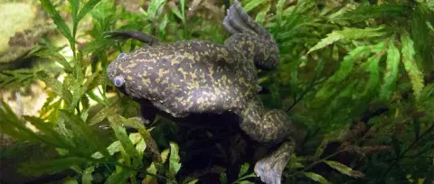 Felnőtt békák lábát növesztették újra