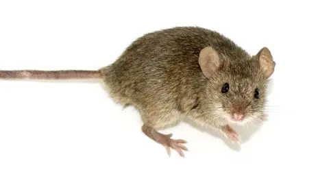 Patkányspermiumokat termelő egereket hoztak létre