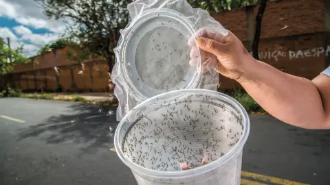 Szúnyoggyár a dengue-láz ellen