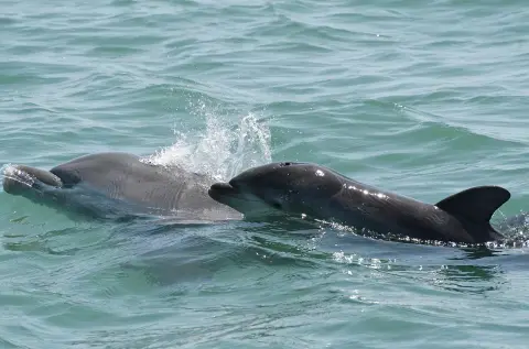 A delfinek is másként beszélnek a kicsinyeikkel