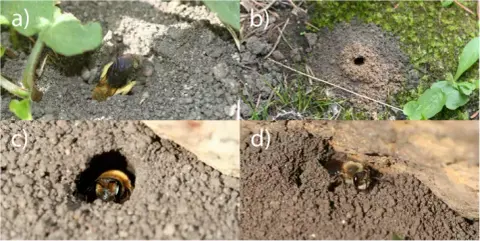 CT-vel tárják fel a méhek titkos életét