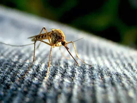 Átütő sikernek tűnik egy módosított szúnyogos kísérlet