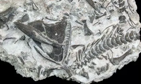 Minden eddiginél régebbi bőrt találtak