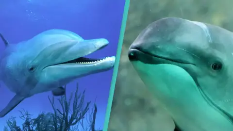 Egy másik faj nyelvén beszélő delfint találtak