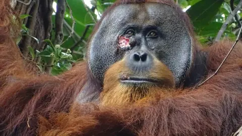 Doktorkodó orangután