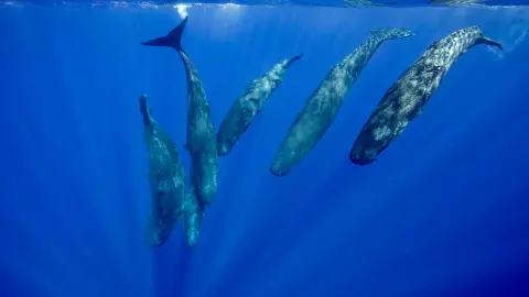 Megfejthető az ámbráscetek nyelve?