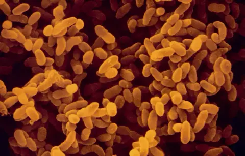 Csak a kártékony baktériumokat támadja egy új antibiotikum