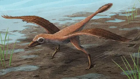 Futás közben szárnyaival csapkodva siklott egy apró dinoszaurusz
