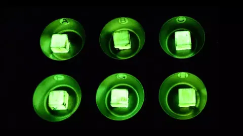 A lumineszcencia adhat új funkciót a fáknak