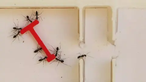 A hangyák a legjobb zongoracipelők