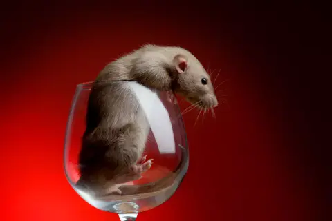 A patkányok meglepően jó sommelier-k