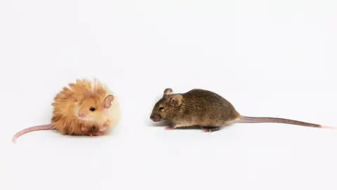 Mi az első lépés a gyapjas mamut visszahozása felé? A gyapjas egér!