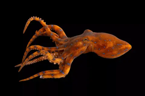 Toxikus kapcsolatok
