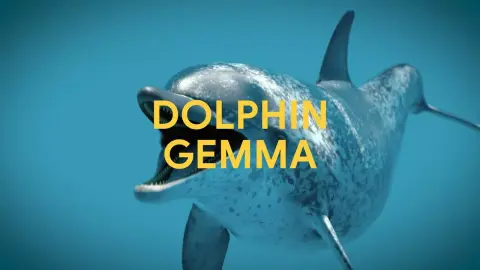 Delfinül tanul a Google mesterséges intelligenciája