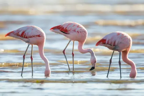 A flamingók apró örvényekkel csalogatják magukhoz a táplálékot