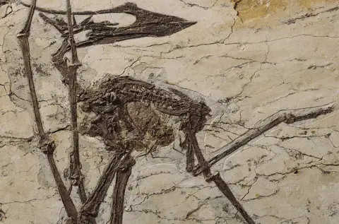 Növényekkel teli gyomrú pteroszaurusz-fosszíliát találtak