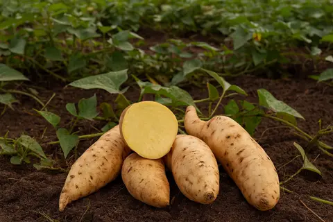 Érdekes múltat tár fel az édesburgonya genomja