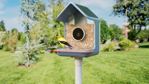 Új kamerás madáretetők érkeztek a hobbi madarászok számára a Birdbuddy-tól