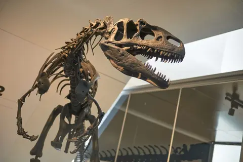 T. rex: későn érő típus