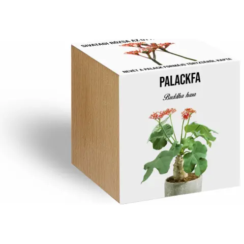 Palackfa növényem fa kockában