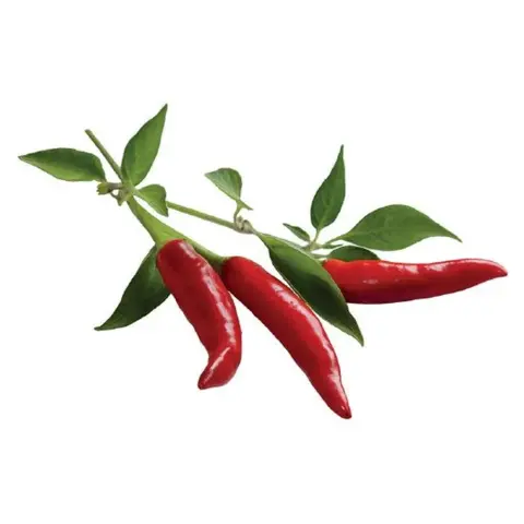 CLICKNGROW Chili paprika növénykapszula utántöltő Smart Gardenhez 3 db