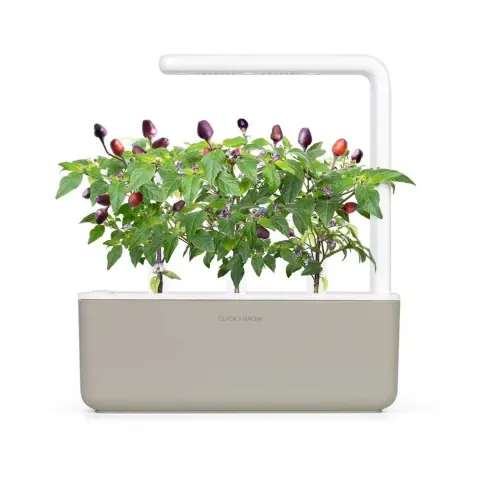 CLICKNGROW Lila Chili paprika növénykapszula utántöltő Smart Gardenhez 3 db