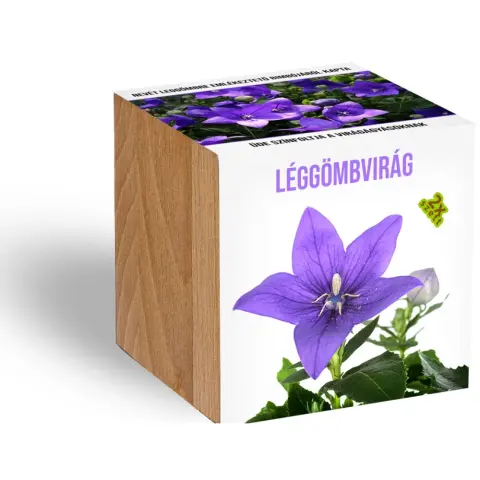 Léggömbvirág fa kaspóban