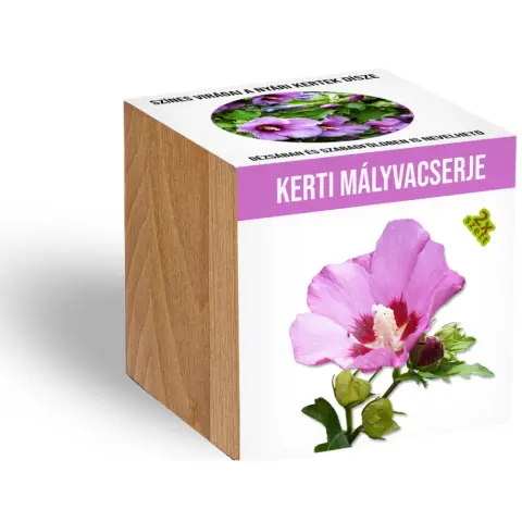 Kerti Mályvacserje fa kaspóban